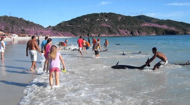 Туристы спасли жизни 30 дельфинов в Бразилии